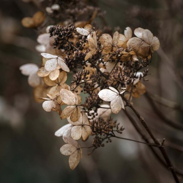 dried flowers, flowing, cyclical nature, feminine