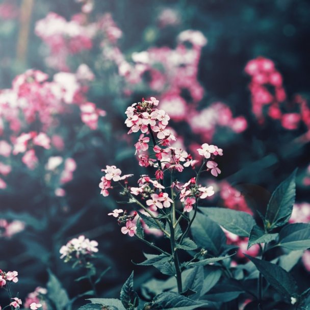 beauty, garden, pink flowers, abundance