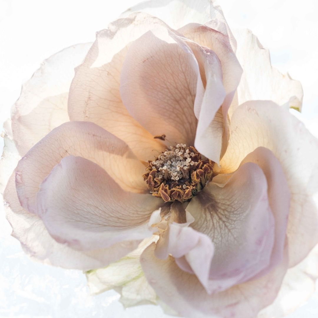 flower, white flower