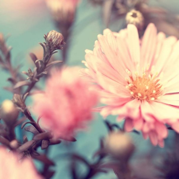 love, pink flowers, beauty, abundance