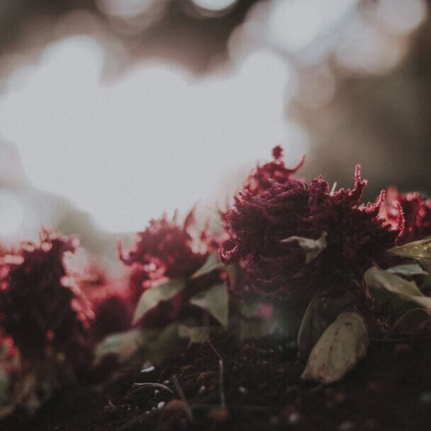 flowers, roses, feminine