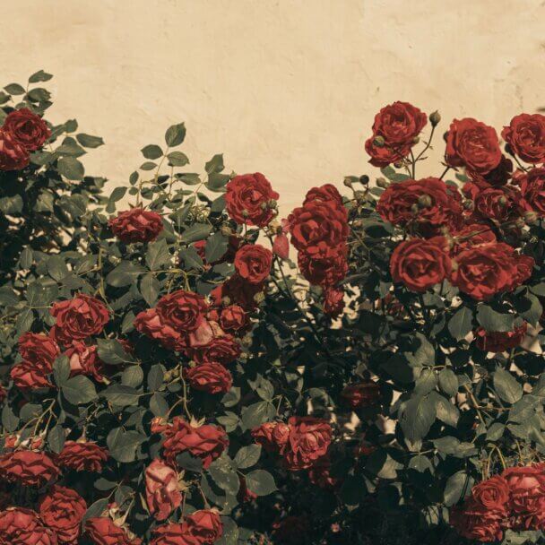 roses, feminine, red roses, feminine