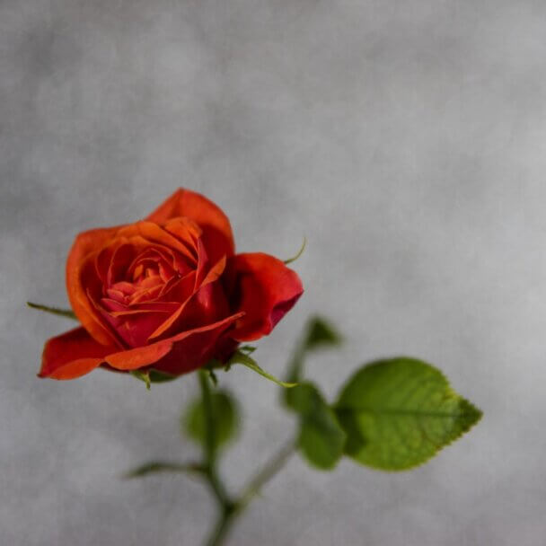 red rose, red flower, beauty, feminine